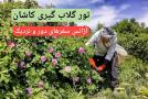 تور یکروزه گلابگیری قمصر و کاشان نیاسر با سفرهای دور ونزدیک