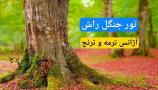 تور جنگل پاییزی راش در شمال آژانس ترمه و ترنج